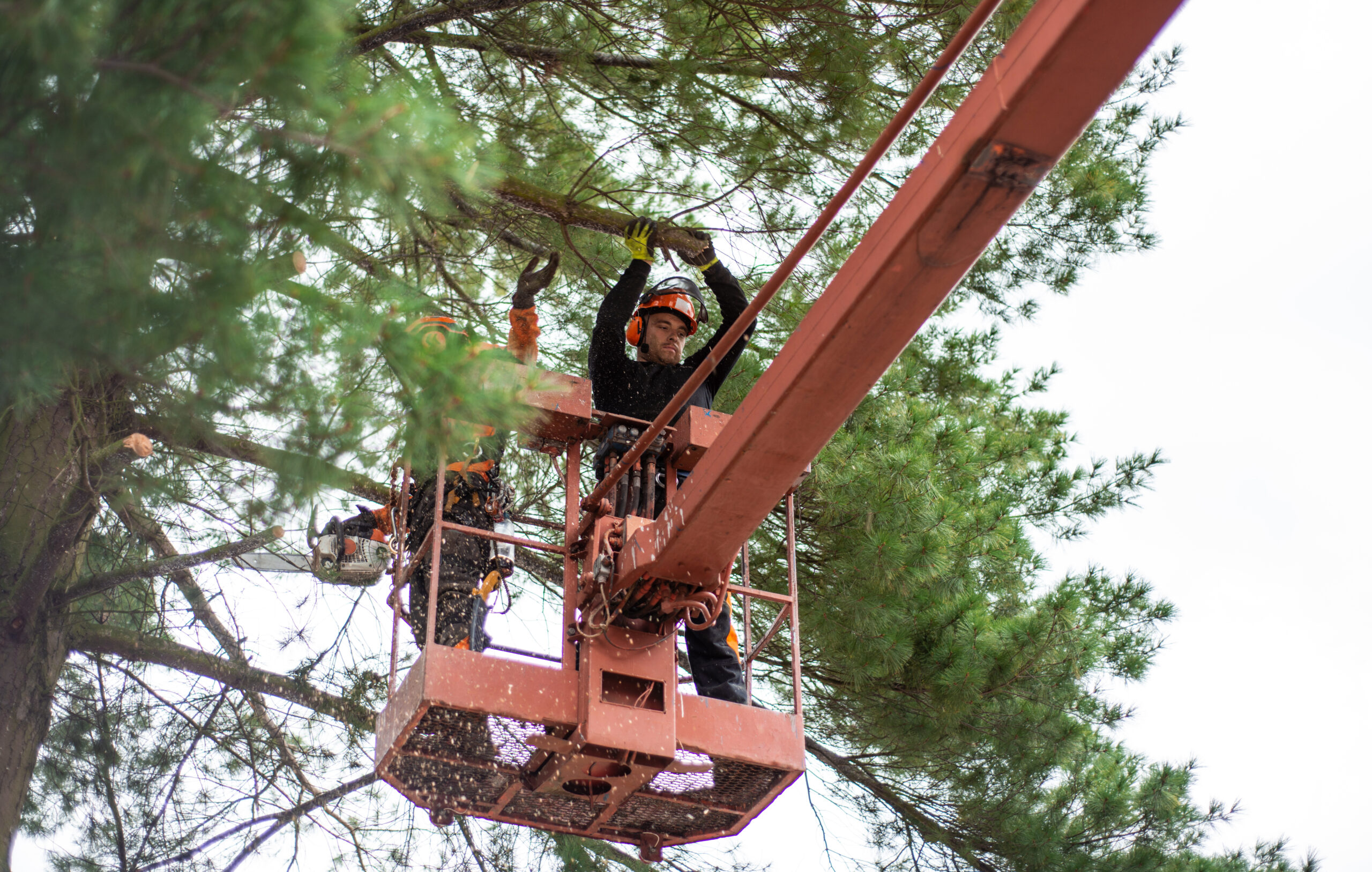 Arborist men with chainsaw and lifting platform cutting a tree.