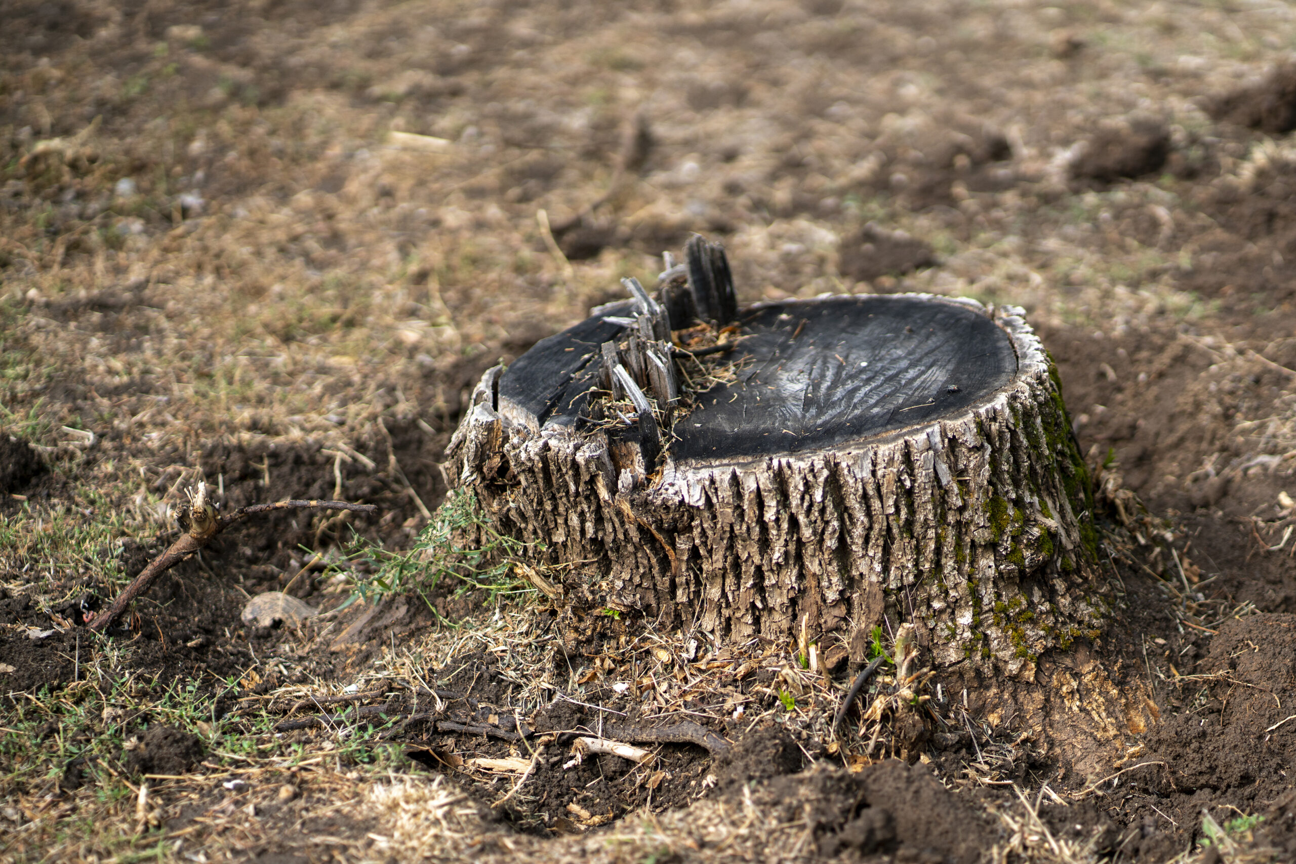Birmingham Alabama Stump Removal