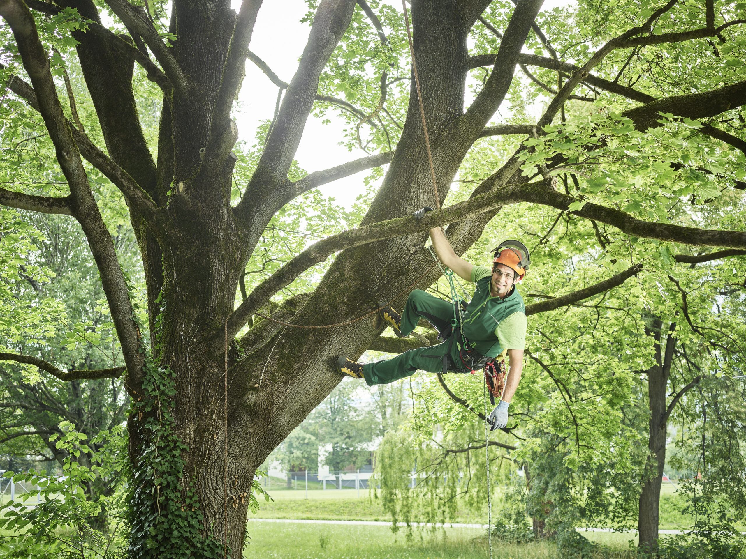 Homewood Alabama Tree Trimming