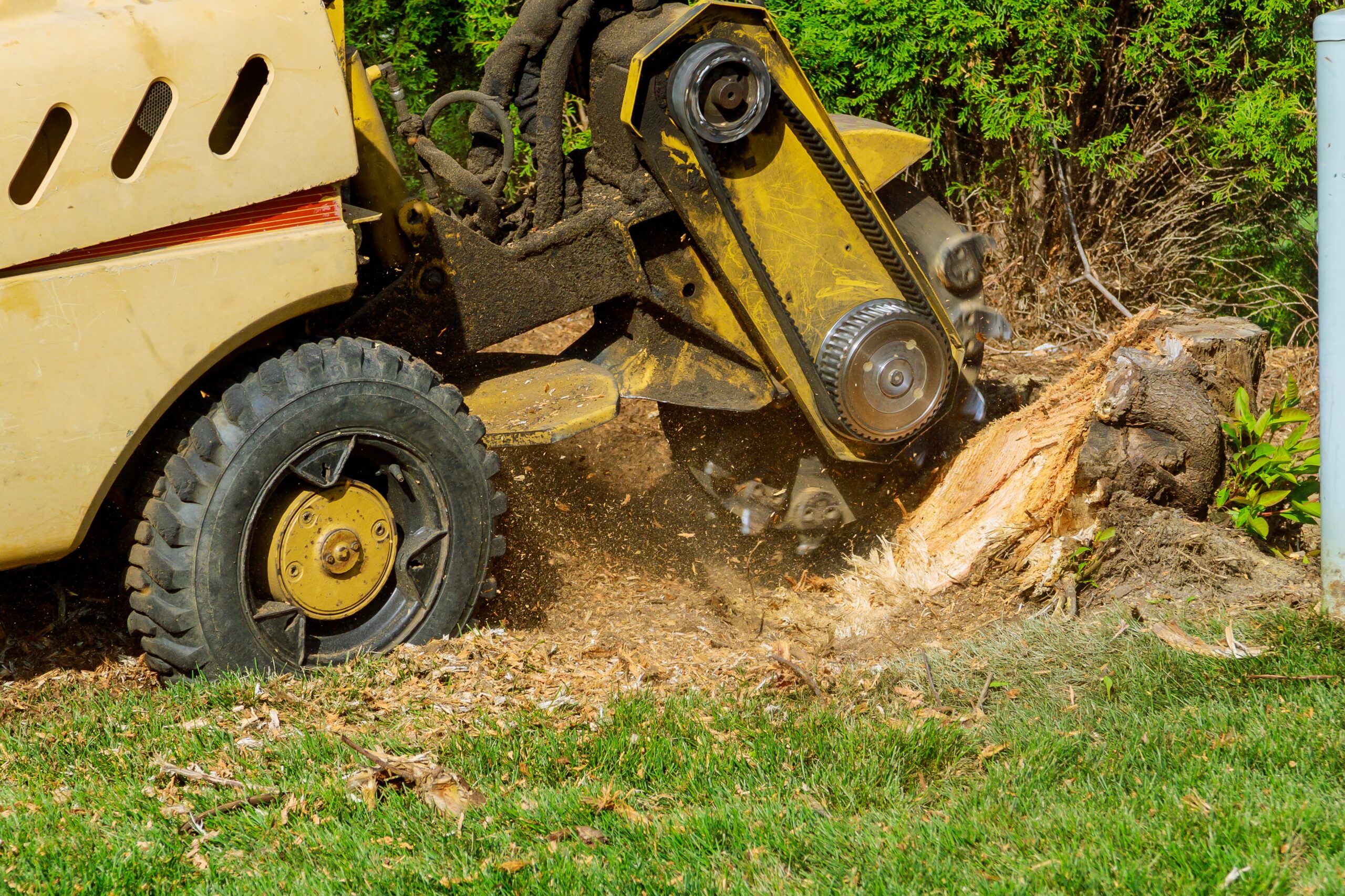 Birmingham Alabama Stump Grinding