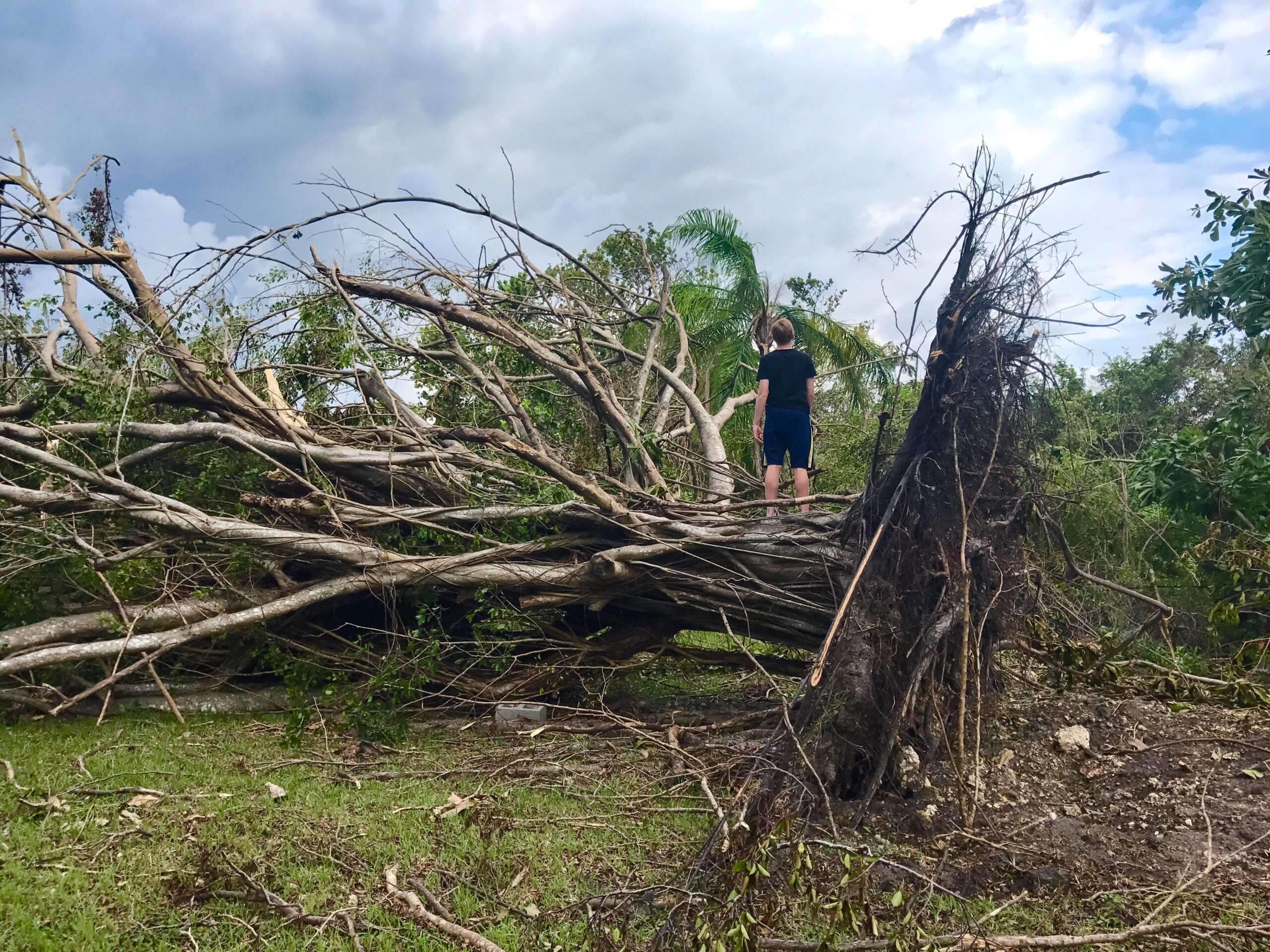 Birmingham Alabama Storm Tree Help